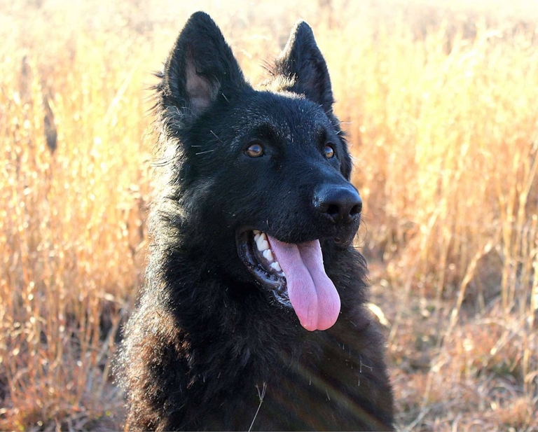 Ozark Highland Shepherds German Shepherd