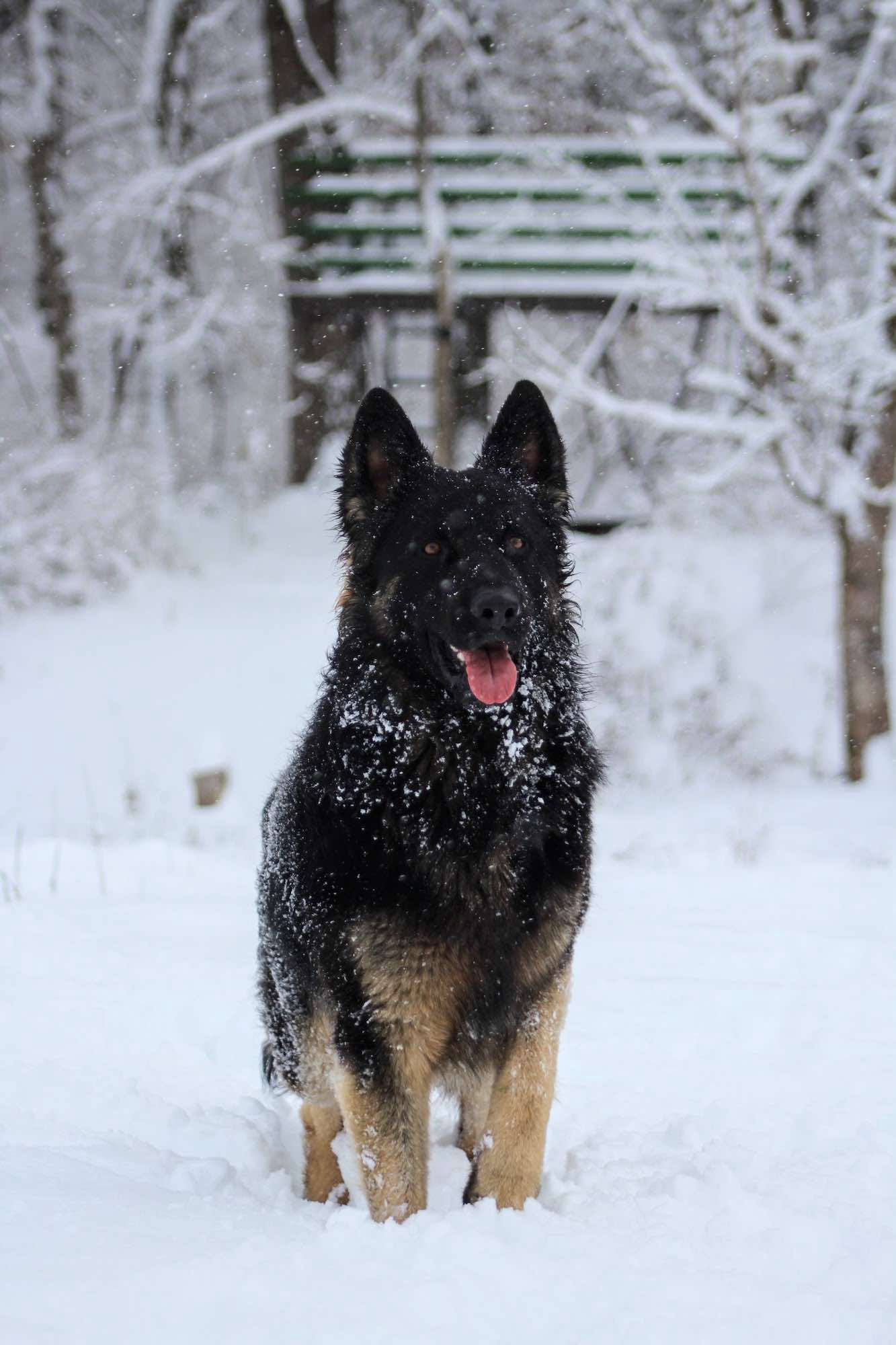 Ozark Highland Shepherds German Shepherd