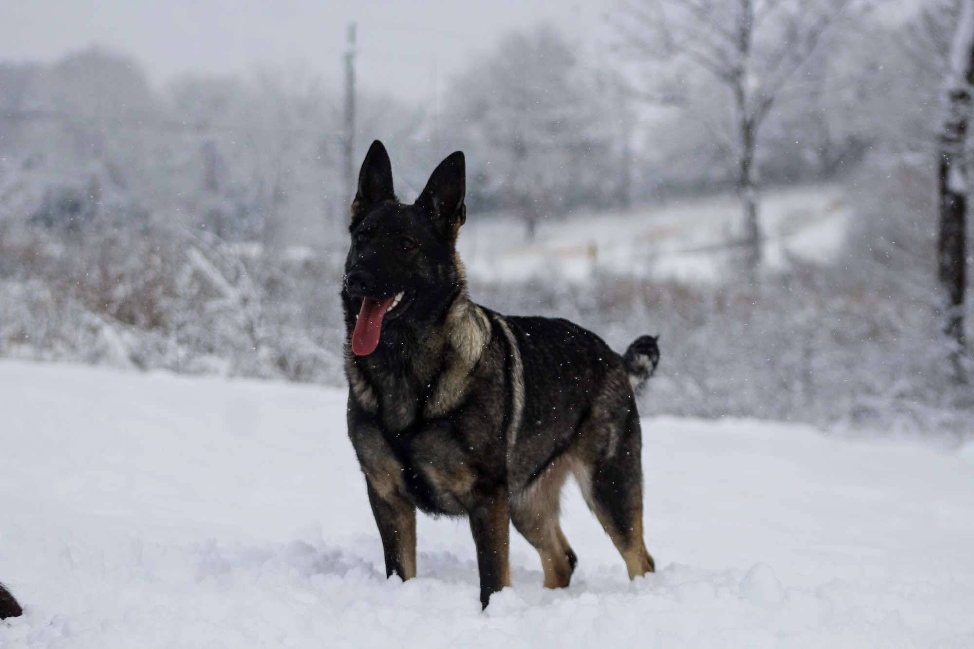 Ozark Highland Shepherds German Shepherd